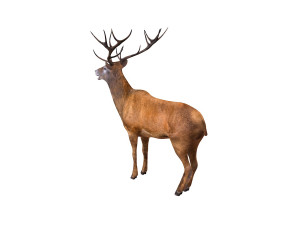 stag deer rigged animal 3D Model