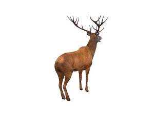 stag deer rigged animal 3D Model