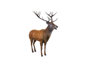 stag deer rigged animal 3D Model