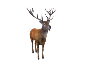 stag deer rigged animal 3D Model