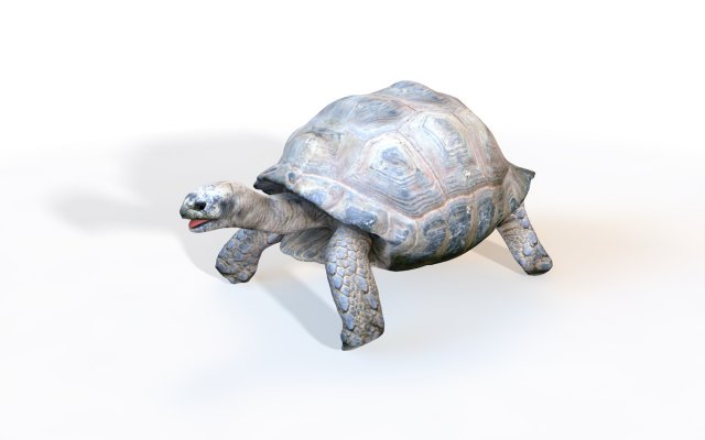 tortoise rigged 3D Модель .c4d .max .obj .3ds .fbx .stl .blend 