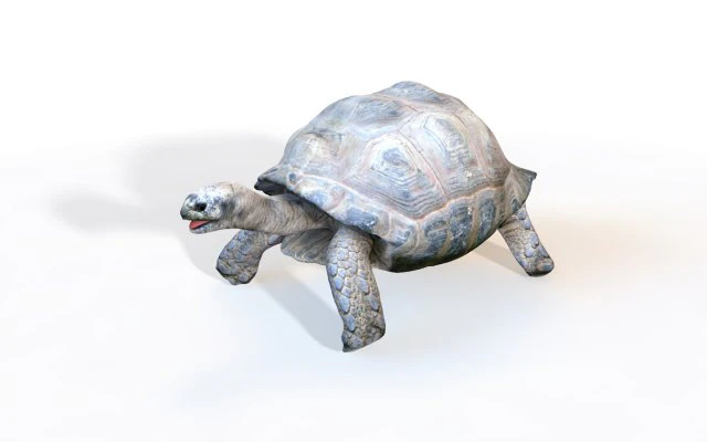 tortoise rigged 3D Model .c4d .max .obj .3ds .fbx .stl .blend