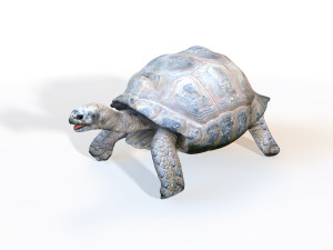 tortoise rigged 3D Model