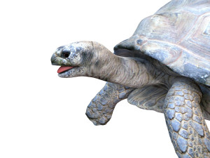 tortoise rigged 3D Модель