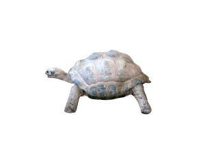 tortoise rigged 3D Модель