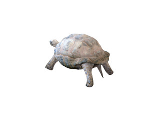 tortoise rigged 3D Модель