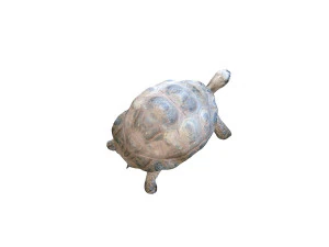tortoise rigged 3D Model