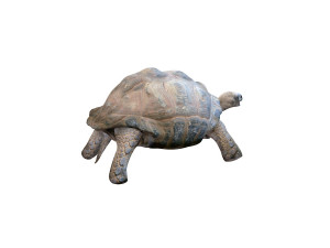 tortoise rigged 3D Модель