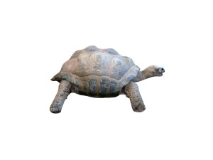 tortoise rigged 3D Модель