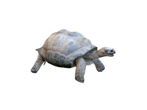 tortoise rigged 3D Модель