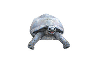tortoise rigged 3D Модель