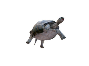 tortoise rigged 3D Модель