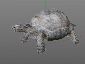 tortoise rigged 3D Модель