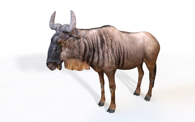 wildebeest rigged Model 3D .c4d .max .obj .3ds .fbx .stl .blend 