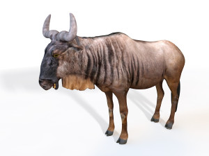 wildebeest rigged 3D Model