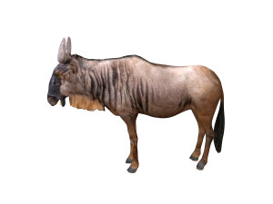 wildebeest rigged Model 3D