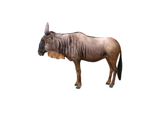 wildebeest rigged Model 3D