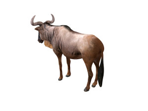 wildebeest rigged Model 3D