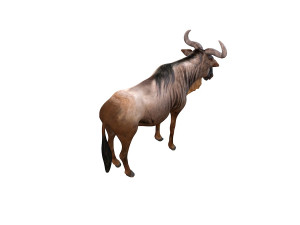 wildebeest rigged Model 3D