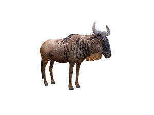 wildebeest rigged Model 3D