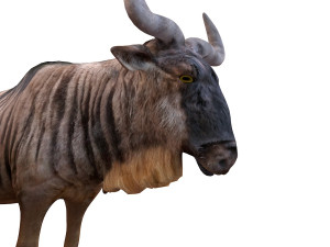 wildebeest rigged Model 3D