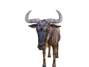 wildebeest rigged Model 3D
