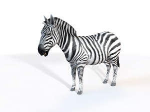 zebra rigged 3D Model