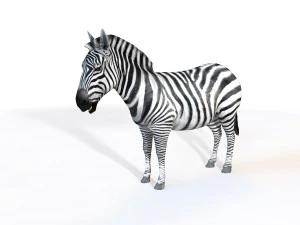 zebra dicurangi Model 3D