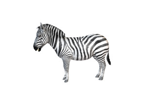 zebra rigged 3D Модель