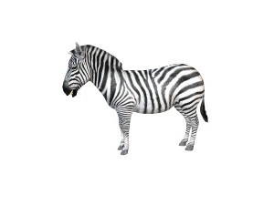 zebra rigged 3D Model