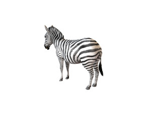 zebra rigged 3D Модель