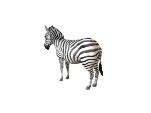 zebra rigged 3D Model