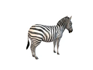 zebra rigged 3D Model