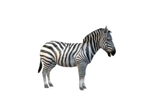 zebra rigged 3D Model