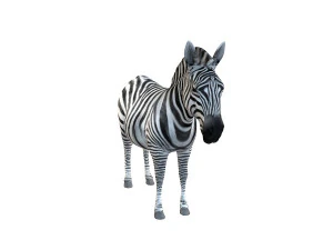 zebra rigged 3D Model