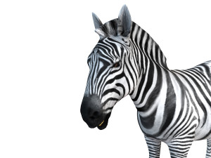 zebra rigged 3D Модель