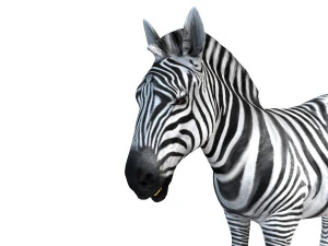 zebra rigged 3D Model