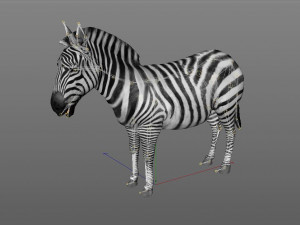 zebra rigged 3D Модель