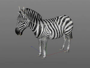 zebra rigged 3D Model