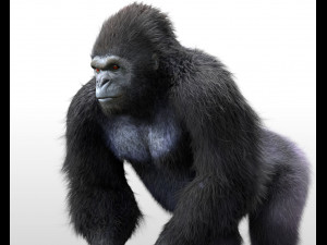 gorilla hairs rigged low poly animal 3D Model