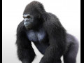 Gorilla Hairs Rigged Low Poly Animal 3D Model