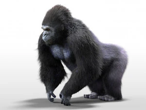 gorilla hairs rigged low poly animal 3D Model
