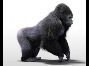 gorilla hairs rigged low poly animal Modèle 3D