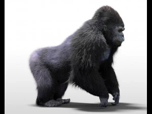 gorilla hairs rigged low poly animal 3D Model