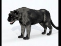 Black Panther Hairs Rigged Low Poly Animal 3D Model