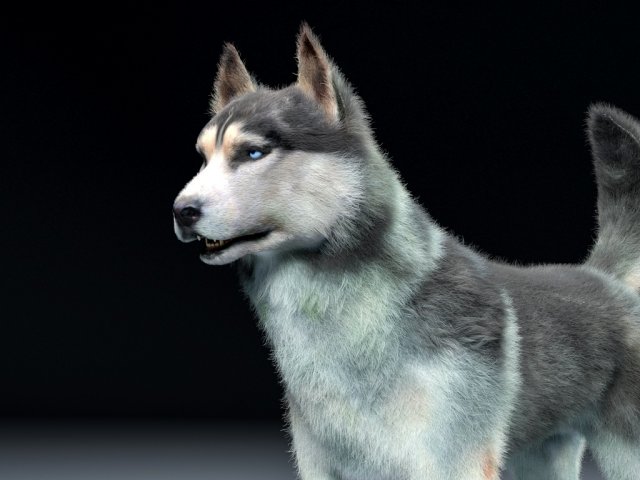 husky dog hairs rigged low poly animal 3Dモデル .c4d .max .obj .3ds .fbx .stl .blend 