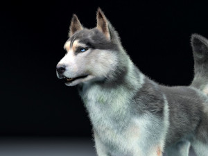 husky dog hairs rigged low poly animal 3D Model