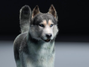 husky dog hairs rigged low poly animal 3Dモデル