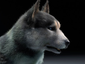 husky dog hairs rigged low poly animal 3Dモデル