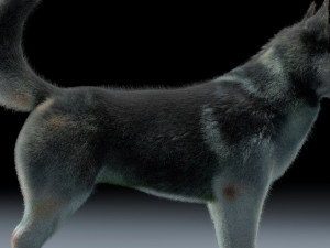 husky dog hairs rigged low poly animal 3Dモデル